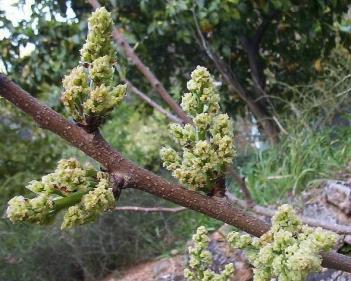 61 Θηλυκό Φιστικιά 62 Θηλυκό Φιστικιά 63 Ακτινίδιο Συμπεριφέρεται ως