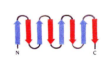 Αντιπαράλληλα β-βαρέλια Η πιο απλή τοπολογία β-κλώνων σε ένα αντιπαράλληλο β-βαρέλι είναι ο β-μαίανδρος.