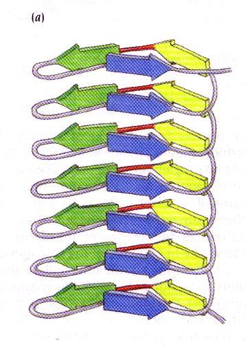 β-έλικες Στην περίπτωση της πηκτικής λυάσης το επαναλαμβανόμενο μοτίβο σχηματίζεται από τρεις β-κλώνους.