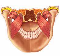 Οι μύες αυτοί σχηματίζουν το έδαφος του στόματος και συγκεκριμένα αμφίπλευρα οι γναθοϋοειδείς με τους διγάστορες και τους βελονοϋοειδείς από κάτω προς την πλευρά του