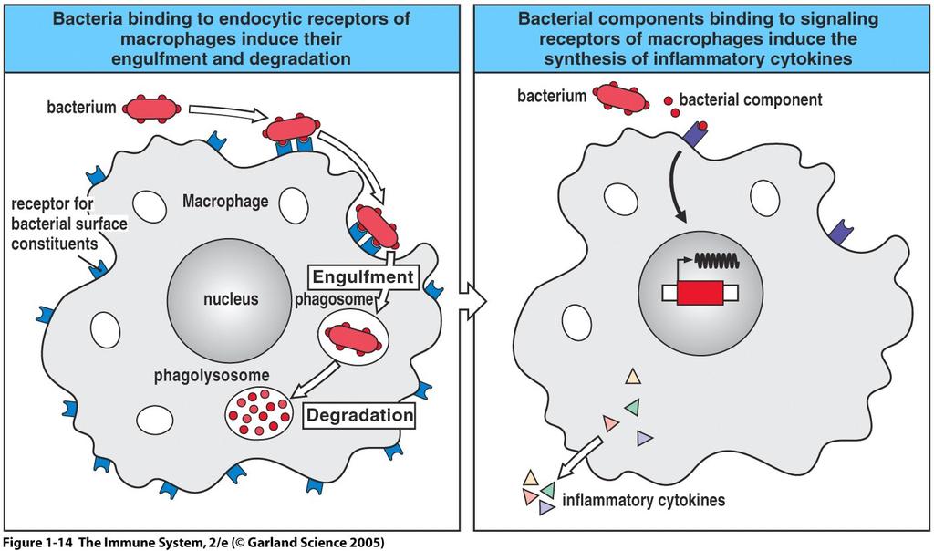 Απάντηση Μακροφάγων στη λοίμωξη - 2 μηχανισμοί Φαγοκυττάρωση - Σύντηξη φαγοσώματος με λυσόσωμα -