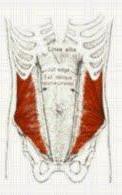 Εγκάρσιος κοιλιακός μυς Αποτελεί το βαθύτερο στρώμα όλων των κοιλιακών μυών. Έκφυση: Εσωτερική επιφάνεια των πλευρικών χόνδρων 7η 12η, οσφυονωτιαία περιτονία, λαγόνια ακρολοφία.
