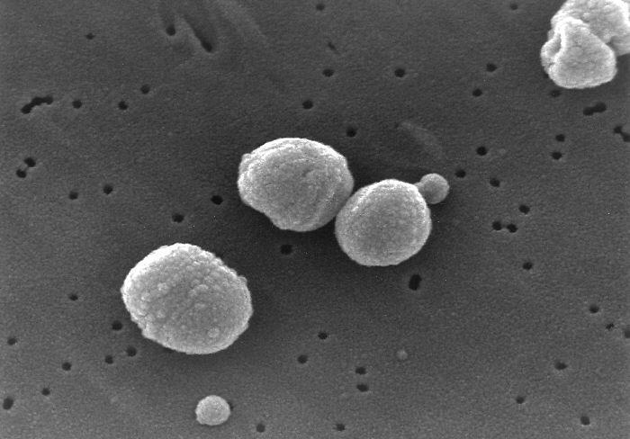 6) Streptococcus anginosus, 7) Streptococcus constellatus, 8) Streptococcus intermedius, 9) Streptococcus porcinus, 10) Streptococcus iniae, 11) Streptococcus phocae και 12) Streptococcus didelphis.