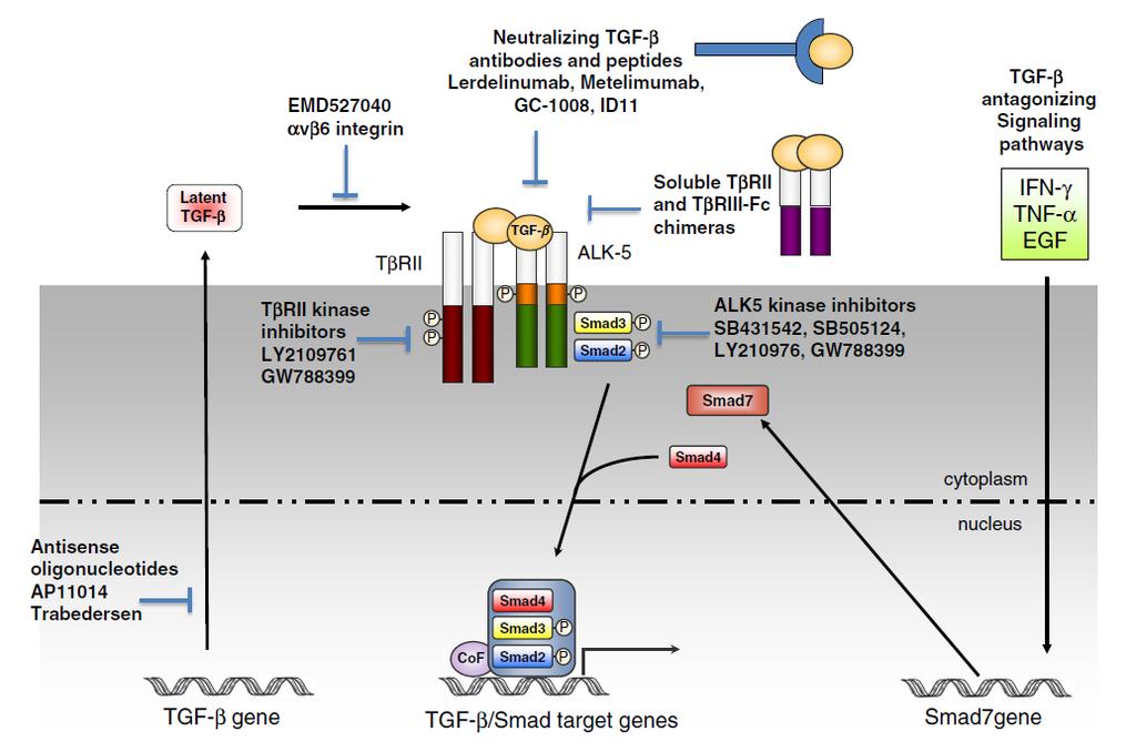 TGF-Β SIGNAL TRANSDUCTION PATHWAY AND TARGETS FOR