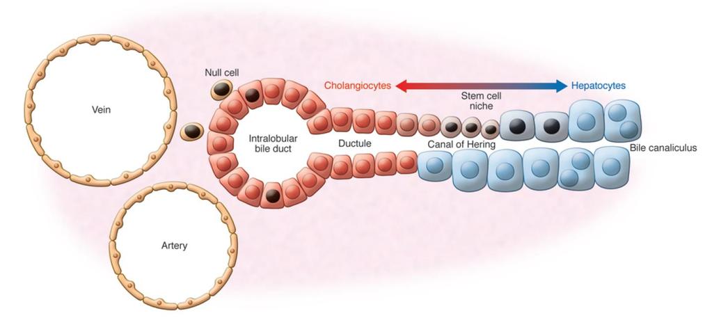 Φωλεά ηπατικών προγονικών κυττάρων Αγωγός του Hering Ωοειδή κύτταρα (oval cells) AFP+, albumin+, CK7+, CK19+ Ανενεργά στο φυσιολογικό ήπαρ Ενεργοποιούνται σε βαριά, χρόνια βλάβη