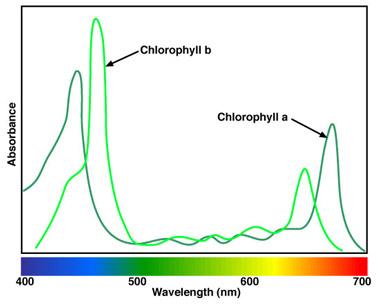 Φάσμα απορρόφησης της χλωροφύλλης Η