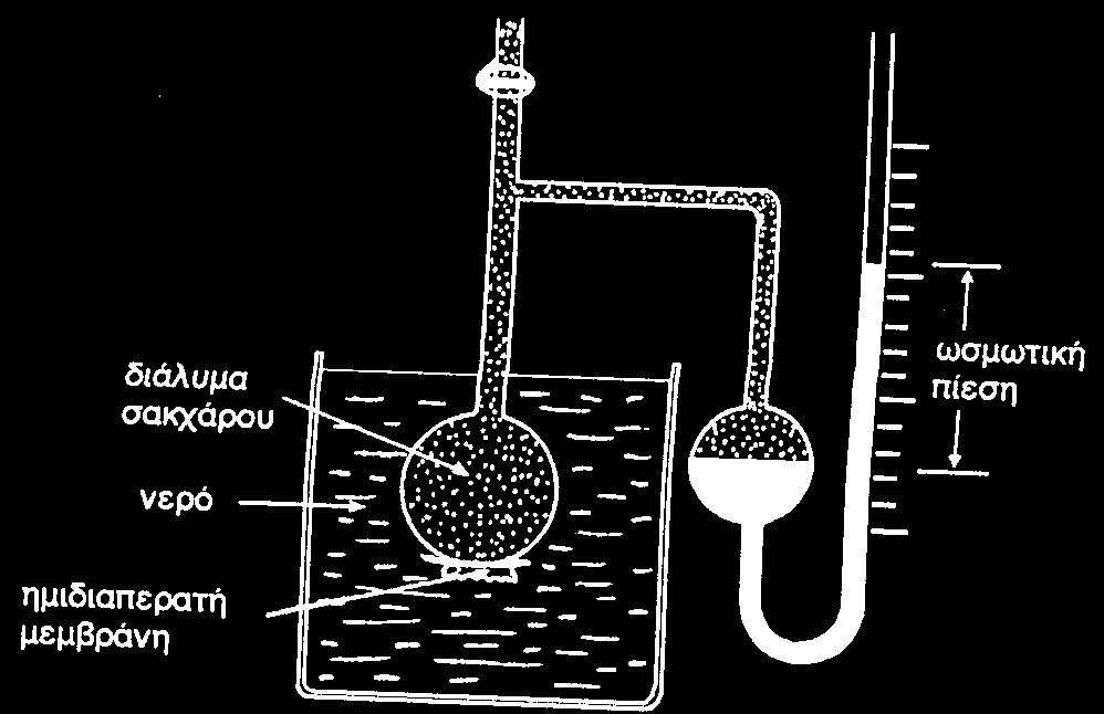 Ωσµώµετρο Υπέρτονα Υπότονα Ισότονα διαλύµατα Αποτελέσµατα της ωσµωτικής πίεσης 1) Σπαργή κυττάρων Πίεση σπαργής (σπαργή) =