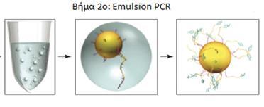 2.4.2 PCR γαλακτώματος (emulsion) Σημειώνεται πως η διαδικασία αναφέρεται στο πρωτόκολο και ως προετοιμασία προτύπου (template preparation).