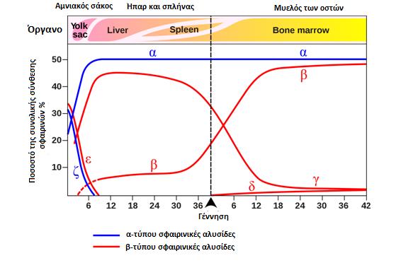 Εικόνα 1.2: Έκφραση σφαιρινικών αλυσίδων κατά την ανάπτυξη του οργανισμού. Προσαρμογή από http://bio.libretexts.org/. 1.2 Προέλευση και οργάνωση των γονιδίων των σφαιρινών Τα γονίδια των σφαιρινών ομαδοποιούνται σε δυο μεγάλες γονιδιακές συστοιχίες.