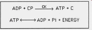 Σύστημα ATP-CP Το σύστημα ATP-CP είναι μια γρήγορη διαδικασία σύνθεσης ΑΤΡ από φωσφοκρεατίνη PC (creatine phosphate) και ADP που δεν απαιτεί οξυγόνο.