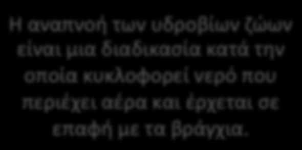 Η αναπνοή των υδροβίων ζώων είναι μια διαδικασία κατά την οποία κυκλοφορεί νερό που περιέχει αέρα και έρχεται σε