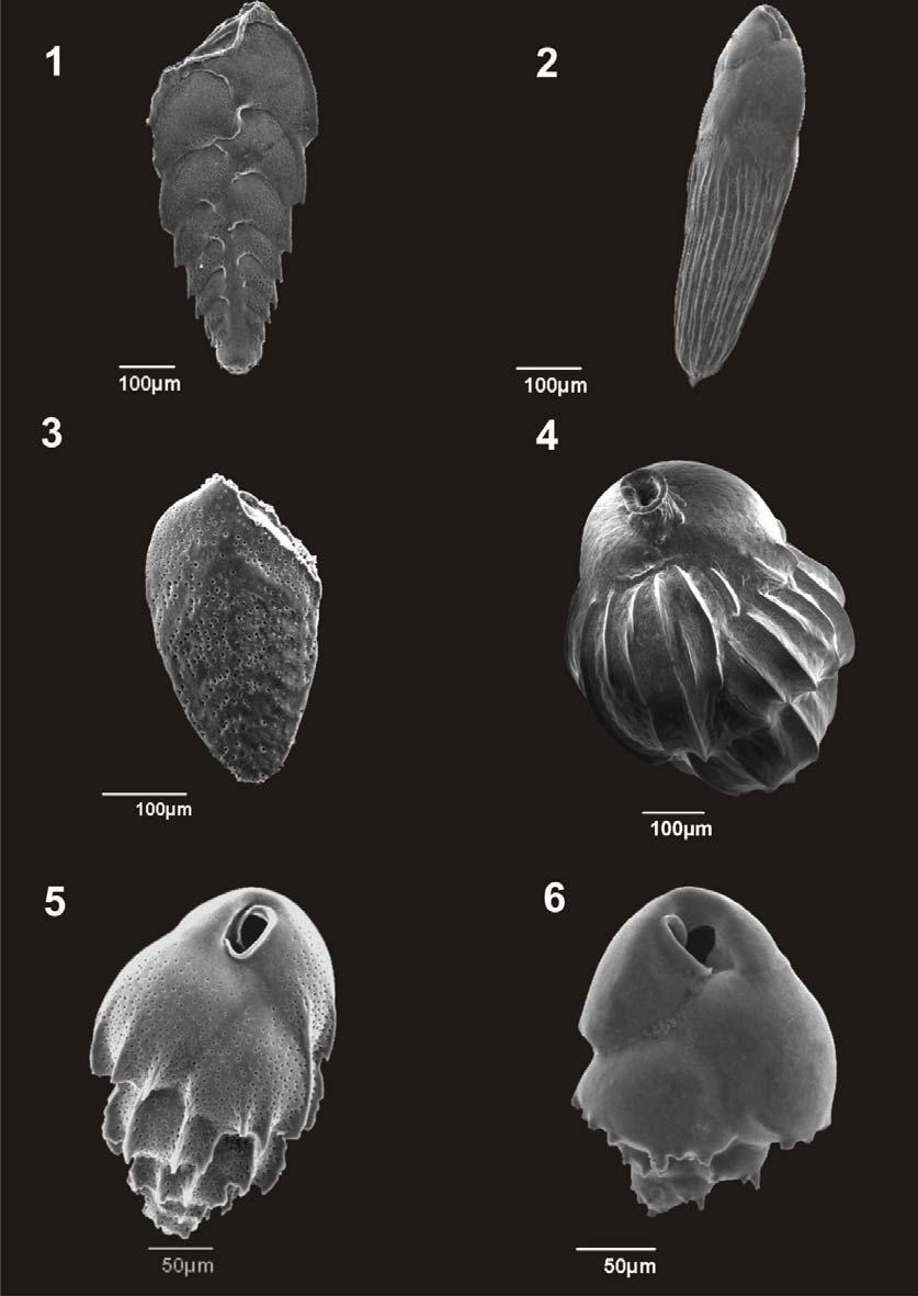 Πίνακας IΙΙ: 1. Bolivina alata (Seguenza, 1862), M 4, 88 88.5 cm 2. Brizalina striatula (Cushman, 1922), M 4, 38 38.5 cm 3. Bolivina spathulata (Williamson, 1858), M 4, 38 38.