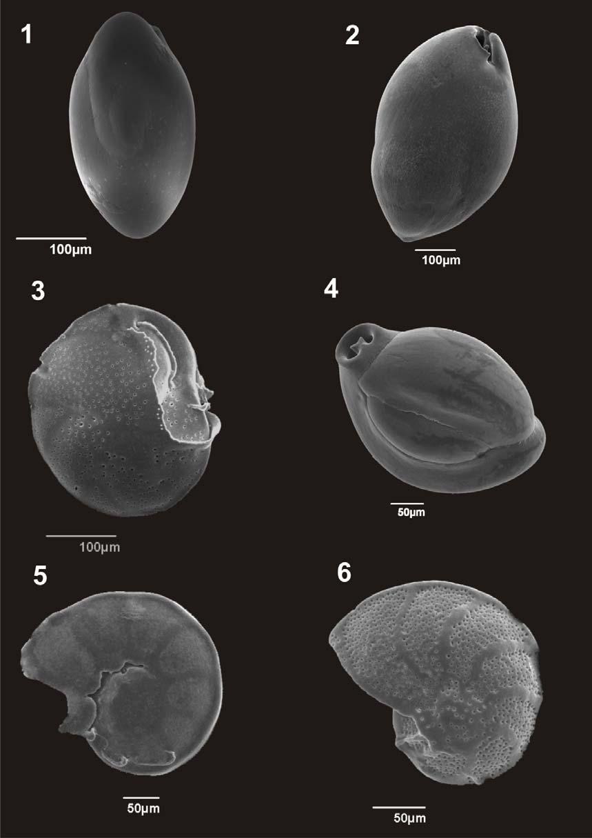 Πίνακας IV: 1. Chilostomella mediterranensis (Cushman and Todd, 1949), M 4, 90 90.5 cm 2. Globobulimina affinis (d'orbigny, 1839), M 4, 63 63.5 cm 3.