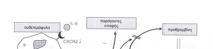 προκαλεί την επαγωγή της σύνθεσης της προστακυκλίνης από τα κύτταρα του ενδοθηλίου.