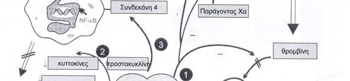 Οι υποδοχείς syndecan-4 έχει αποδειχθεί ότι υπάρχουν στα λεμφοκύτταρα, σε ώριμα μακροφάγα και πρόσφατα ανιχνεύτηκαν σε ουδετερόφιλα 90.