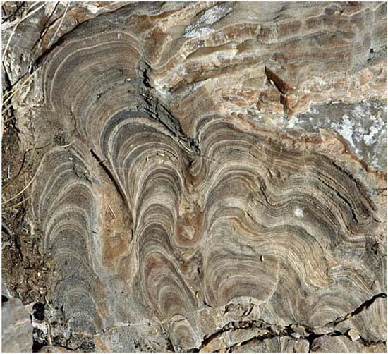 Στρωματολίτες (Stromatolites) Επιφανειακή διατομή στρωματολιτών Ζωντανοί στρωματολίτες στην περιοχή Shark Bay, Δυτική