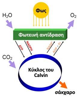 Οι Χημικές Ενώσεις που Δημιούργησαν την Ζωή στον Πλανήτη Γη Κεφάλαιο 5 είναι ο τρόπος με τον οποίο οι βιολογικοί οργανισμοί τιθασεύουν την ηλιακή ενέργεια και ανάγουν το CO 2 σε απλά οργανικά μόρια,