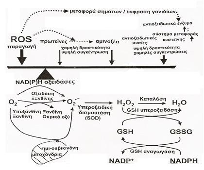 Οι Χημικές Ενώσεις που Δημιούργησαν τη Ζωή στον Πλανήτη Γη Κεφάλαιο 6 αντιοξειδωτικών λειτουργιών του κυττάρου καλείται Οξειδοαναγωγική Ομοιόσταση (redox homeostasis).