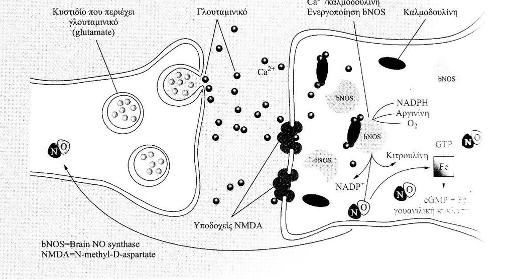 Οι αντιδράσεις που πραγματοποιούνται στα κύτταρα των αερόβιων οργανισμών καλούνται συνολικά κυτταρικός μεταβολισμός.