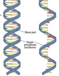 Η θεωρία «το RNA πρώτα» έχει μεγαλύτερες πιθανότητες να είναι στην ουσία το ακρογωνιαίο στάδιο που ξεκίνησε την εξέλιξη και τη γενετική αντιγραφή σε βιολογικά συστήματα.