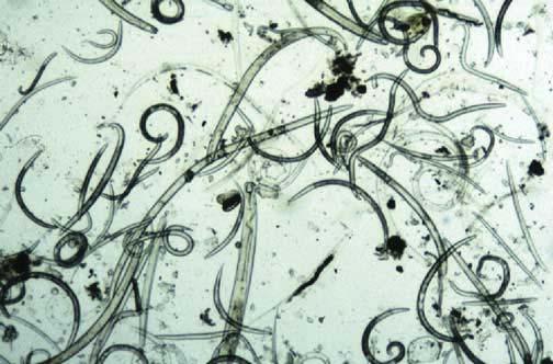 Οι Χημικές Ενώσεις που Δημιούργησαν τη Ζωή στον Πλανήτη Γη Κεφάλαιο 2 Flat worms (πλατιά