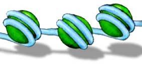 ΚΕΦΑΛΑΙΟ 1. ΕΙΣΑΓΩΓΗ 1.1. Οργάνωση της γενετικής πληροφορίας εντός του ευκαρυωτικού κυττάρου 1.1.1 Χρωµατίνη Η πηγή της γενετικής πληροφορίας ενός ευκαρυωτικού κυττάρου βρίσκεται στον πυρήνα του, όπου ενδηµεί το µακροµόριο που φέρει αυτή την πληροφορία, το DNA.