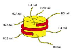 Κάθε οκταµερές συντίθεται από ένα τετραµερές (διµερές διµερών) (H3-H4) 2 και δύο διµερή Η2Α-Η2Β. Το σχήµα του νουκλεοσώµατος προσεγγίζει κύλινδρο µε διάµετρο 10 και ύψος 6nm περίπου.