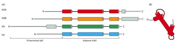 ΚΕΦΑΛΑΙΟ 1. ΕΙΣΑΓΩΓΗ νουκλεοσώµατα συνδέονται µεταξύ τους µε συνδετικό (linker) DNA µήκους που ποικίλλει από 8 έως 14 ζευγών βάσεων ανά νουκλεόσωµα.