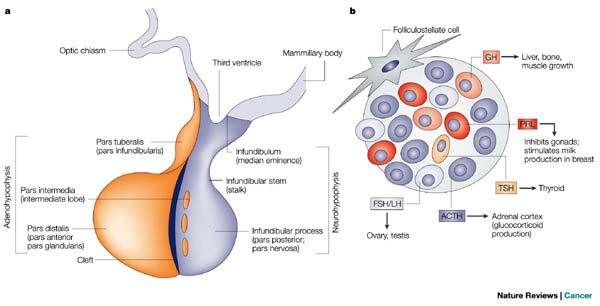10 Εικόνα 1.4 Η υπόφυση και οι κυτταρικοί τύποι της αδενοϋπόφυσης (από Asa and Ezzat, 2002). Αριστερό σκέλος.