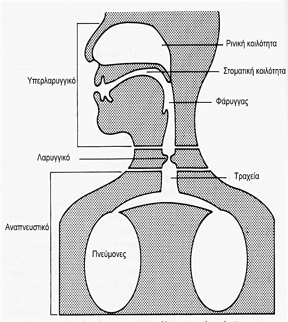 Τα υποσυστήματα του φωνητικού μηχανισμού Η ομιλία παράγεται με την συνδυασμένη ενεργοποίηση περισσότερων από 100 μύες που βρίσκονται διασκορπισμένοι στους πνεύμονες, την κοιλιά και το κεφάλι.