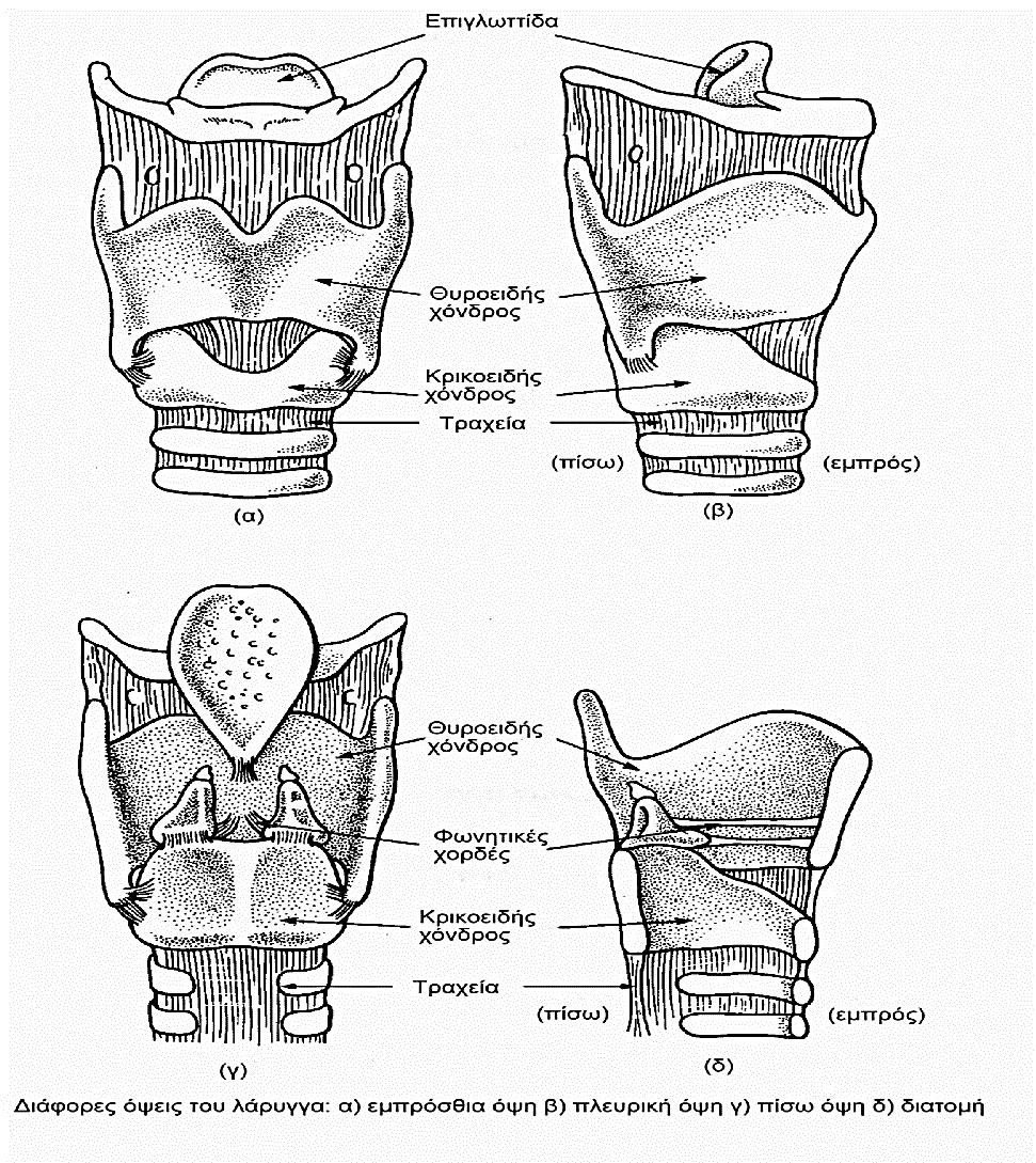 Το λαρυγγικό υποσύστημα Ο λάρυγγας ή αλλιώς το φωνητικό κουτί όπως συχνά λέγεται είναι φτιαγμένος κατά βάση από χόνδρους και μύες.