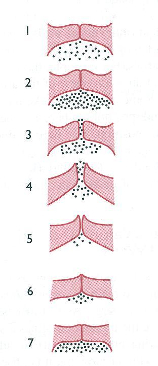 Η διαδικασία της φώνησης 1. Οι μύες του λάρυγγα φέρνουν κοντά τις φωνητικές χορδές φράζοντας τον αέρα που πάει να βγει από τους πνεύμονες. 2.