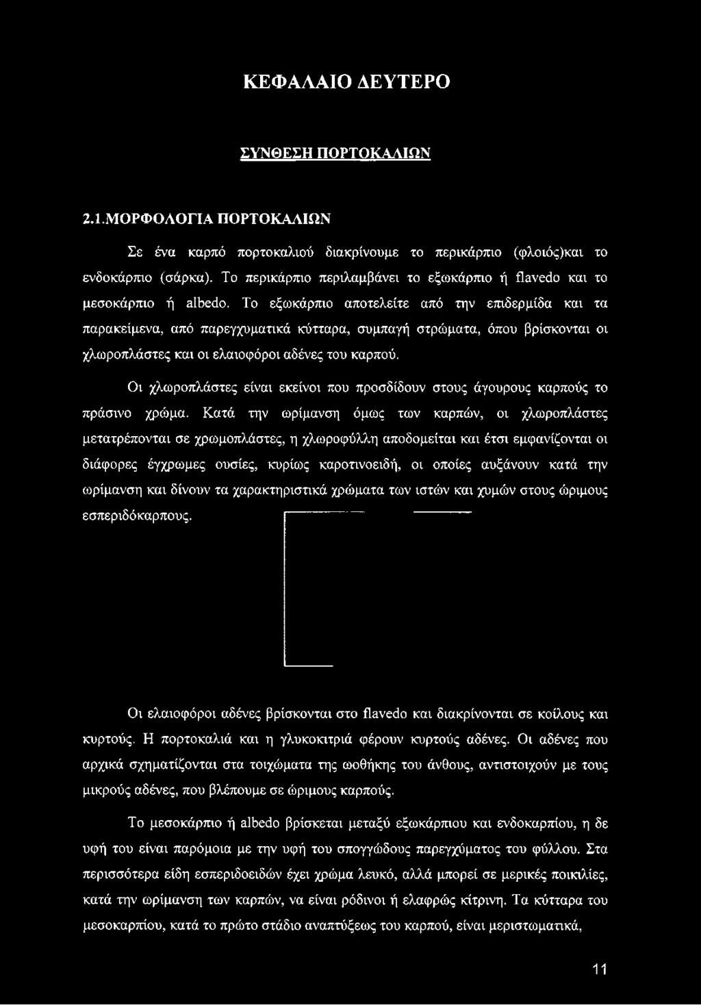 Το εξωκάρπιο αποτελείτε από την επιδερμίδα και τα παρακείμενα, από παρεγχυματικά κύτταρα, συμπαγή στρώματα, όπου βρίσκονται οι χλωροπλάστες και οι ελαιοφόροι αδένες του καρπού.