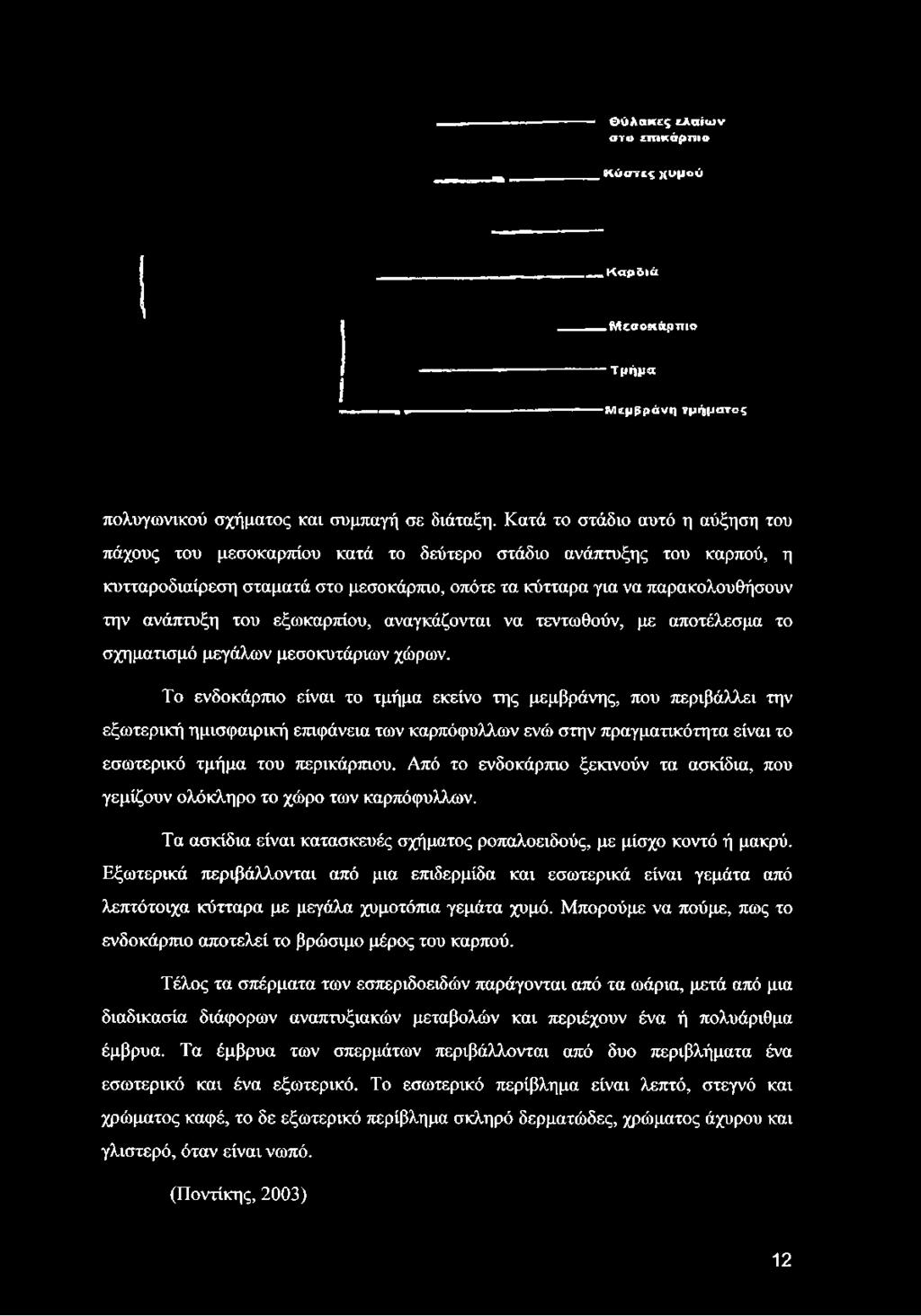 παρακολουθήσουν την ανάπτυξη του εξωκαρπίου, αναγκάζονται να τεντωθούν, με αποτέλεσμα το σχηματισμό μεγάλων μεσοκυτάριων χώρων.