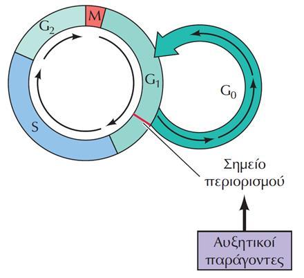 Pύθμιση του κυτταρικού κύκλου ζωικών κυττάρων από αυξητικούς παράγοντες Στα κύτταρα των θηλαστικών, η διαθεσιμότητα αυξητικών παραγόντων ελέγχει τον κυτταρικό κύκλο σε ένα σημείο προς το τέλος της