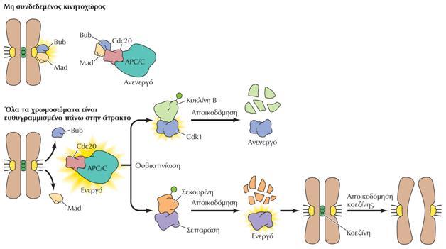 Το σύμπλοκο APC πυροδοτεί την αποικοδόμηση των κυκλινών Η μετάβαση στην ανάφαση εξαρτάται από την ενεργοποίηση του συμπλόκου προώθησης της ανάφασης/κυκλόσωμα (APC/C) που έχει ενεργότητα λιγάσης