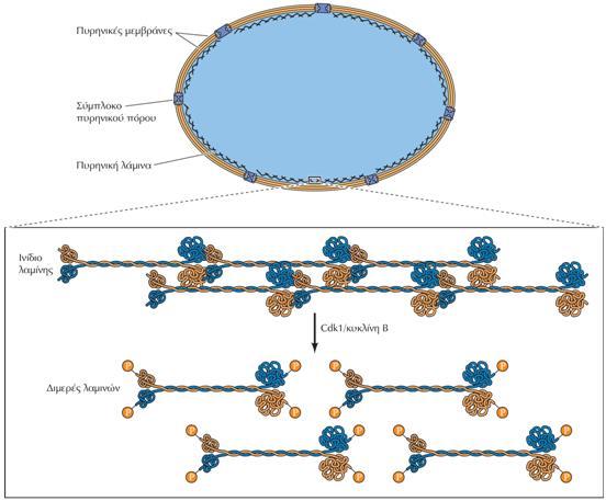 Φωσφορυλίωση λαμινών από Cdk1 αποσυναρμολογεί τον πυρηνικό υμένα Το σύμπλοκο Cdk1/κυκλίνης B φωσφορυλιώνει τις πυρηνικές λαμίνες, καθώς και πρωτεΐνες των πυρηνικών πόρων και της