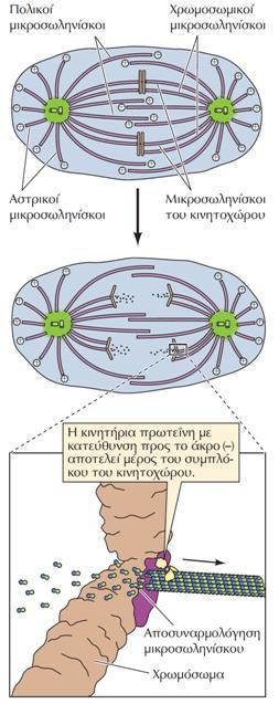 Διαχωρισμός των αδερφών χρωματίδων κατά την ανάφαση Α Τα χρωμοσώματα κινούνται προς τους πόλους της ατράκτου κατά μήκος των μικροσωληνίσκων του κινητοχώρου.