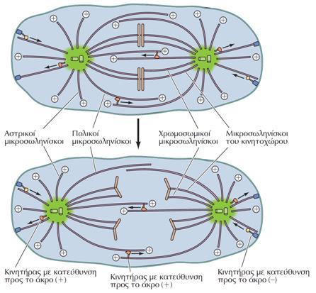 Διαχωρισμός των αδερφών χρωματίδων κατά την ανάφαση Β Ο διαχωρισμός των πόλων της ατράκτου είναι αποτέλεσμα δύο τύπων κινήσεων.