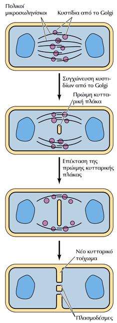 Τα φυτικά κύτταρα δεν σχηματίζουν συσταλτικό δακτύλιο Στα φυτικά κύτταρα, κυστίδια Golgi που μεταφέρουν δομικά συστατικά του κυτταρικού τοιχώματος συνδέονται με πολικούς μικροσωληνίσκους στο επίπεδο
