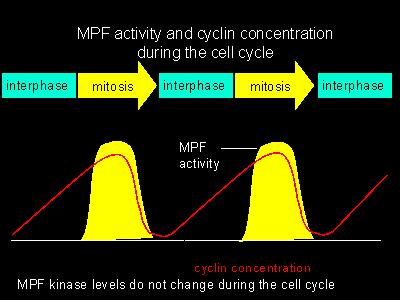 69 Cdk1 Cyclin B Activate Cdk1 Cyclin B CAK (activate) wee1 (inactivate) Inactivate Cdk1 Cyclin B P P Cdk1 Cyclin B cdc25 Activate P G2 M Σχήμα 11.