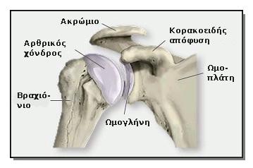 2.2. Ανατομία του ώμου Τα κύρια οστά του ώμου είναι το βραχιόνιο και η ωμοπλάτη.