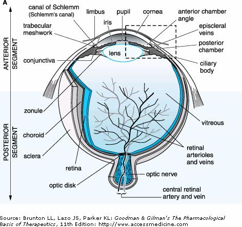 ΕΙΣΑΓΩΓΗ Ο βολβός του οφθαλμού περιλαμβάνει 3 χώρους: τον πρόσθιο θάλαμο, τον οπίσθιο θάλαμο και την κοιλότητα του υαλοειδούς.