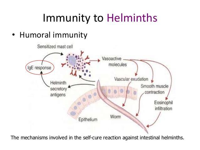 επίκτητη ανοσία στους έλμινθες άμυνα έναντι των ελμίνθων διαμεσολαβείται από Th2 απάντηση παραγωγή IgE abs: συνδέονται στην επιφάνεια των ελμίνθων ενεργοποίηση των μαστοκυττάρων παραγωγή IgG &