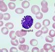 βασεόφιλα κοκκιοκύτταρα περιέχουν βασεόφιλα κοκκία (ισταμίνη