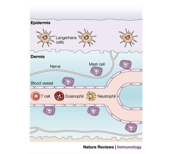 μαστοκύτταρα/σιτευτικά κύτταρα (Mast cells) ανευρίσκονται διασκορπισμένα στο συνδετικό ιστό, δέρμα, επιθήλια των βλεννογόνων (στρατηγικά τοποθετημένα)