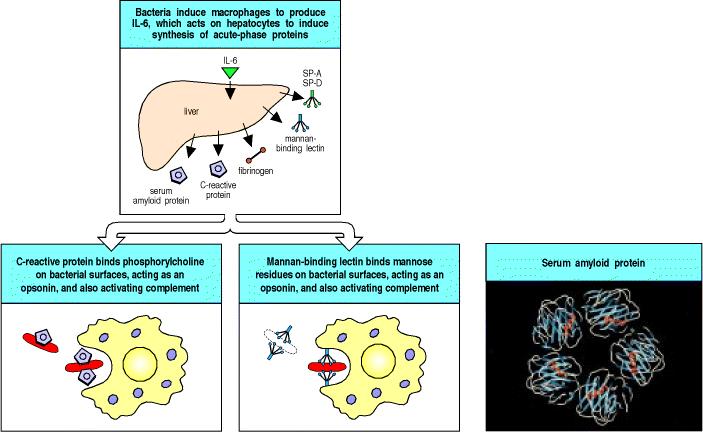 χημικοί μεσολαβητές o πρωτεΐνες οξείας φάσης (CRP, MBL, SAP) o σύστημα συμπληρώματος o