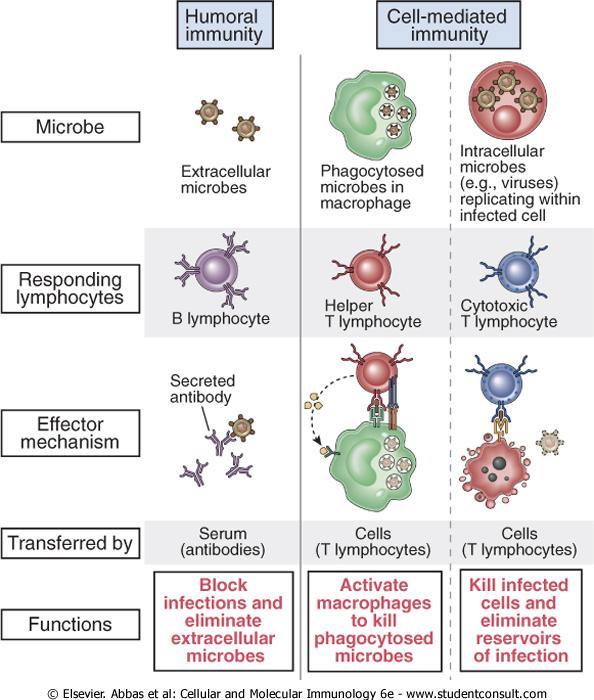 δραστικοί μηχανισμοί της ειδικής ανοσοαπάντησης μηχανισμοί εξαρτώμενοι από αντισώματα (χυμική ανοσοαπάντηση) εξουδετέρωση εξωκυτταρίων μικροβίων μικροβιακών προϊόντων