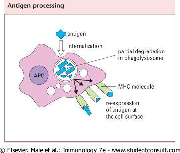 επεξεργασία του αντιγόνου η αναγνώριση του ξένου αντιγόνου από τα Τ κύτταρα απαιτεί μια σειρά μεταβολικών
