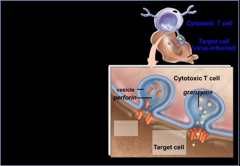 διανοίγει οπές στα κύτταρα κοκκιοένζυμα (granzymes):